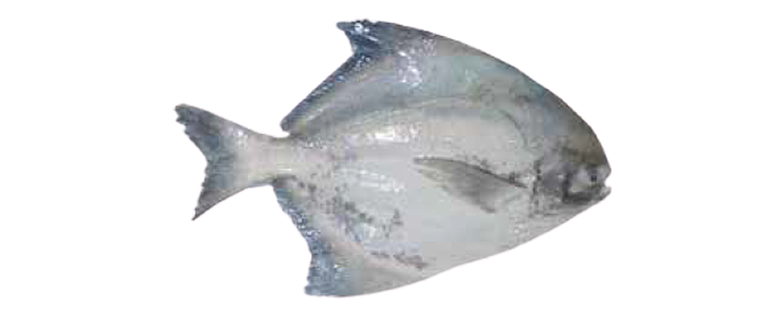 Chinese Pomfret